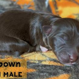 Countdown - Red tri-color male Australian Shepherd puppy in Squaw Valley, California from A&M Australian Shepherds