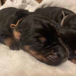 Easton - Black and rust male Doberman Pinscher puppy in Boyd, Texas from Team Feem Breeders