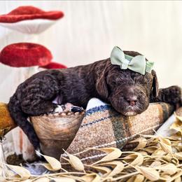 Indigo - Phantom female Poodle puppy in Gaylord, Michigan from Dog Mom Co. Poodles