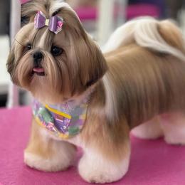 Molly - Shih Tzu