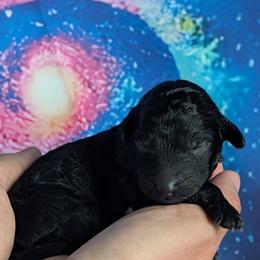 Boy 5 - male Poodle puppy in Coal City, Illinois from Pantheon Poodles