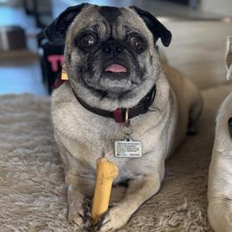 Pugs from Jacobson’s Sassy Pugs