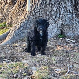 Aussiedoodle Puppies from Lotadoodle Farms