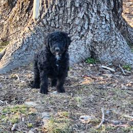Aussiedoodle Puppies from Lotadoodle Farms
