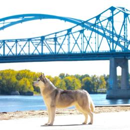 Shayla  - Siberian Husky