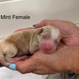 Mint - Red  female Goldendoodle puppy in Springville, Utah from JW Doodles