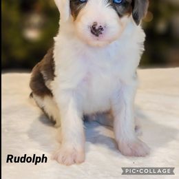 Australian Labradoodle, Bernedoodle, and Sheepadoodle Puppies from Lookingglass Doodles