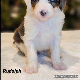 Australian Labradoodle, Bernedoodle, and Sheepadoodle Puppies from Lookingglass Doodles