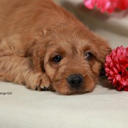 Orange Girl Cavadoodle - Red female Assorted Doodle Crosses puppy in Colonial Beach, Virginia from Bristol Mine Kennels