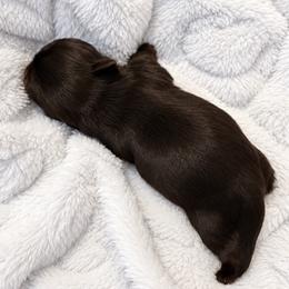 Dale - Black male Shih Tzu puppy in Tallahassee, Florida from Bows and Bow Ties