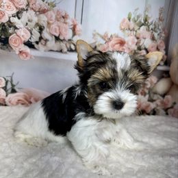 AKC  Mollie 4300 - Black tan and white female Biewer Terrier puppy in Nicholls, Georgia from Southeast Biewers