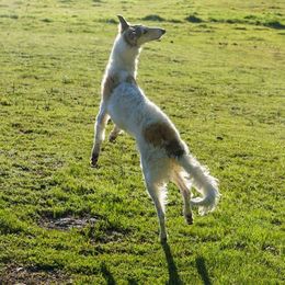 Borzoi and Cavalier King Charles Spaniel All Grown Up from Aria Borzoi