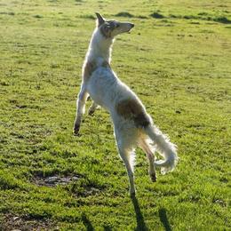 Borzoi and Cavalier King Charles Spaniel All Grown Up from Aria Borzoi