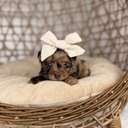 Brie - Brown merle female Aussiedoodle puppy in Sweetwater, Florida from Sandy Snout Doodles