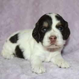 Martha - Brown white and tan female Cocker Spaniel puppy in Rebuck, Pennsylvania from Sweet Pups