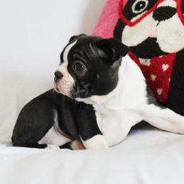 Kiara - Black brindle and white female Boston Terrier puppy in Brooksville, Florida from I Love Pups