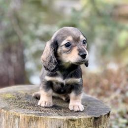 Dachshund Puppies from Northwest Dachshunds