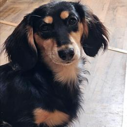 Lola - Dachshund