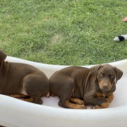Doberman Pinscher Puppies from Jensen Dobermans