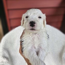 Girl 2 - Black and white Sheepadoodle puppy in Egg Harbor City, New Jersey from Doodles by Starlight