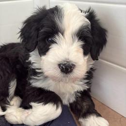 Shepherd - Black and white male Sheepadoodle puppy in Provo, Utah from Doodlefolk