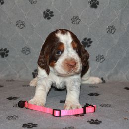 Girl 1 - female English Springer Spaniel puppy in Montville, Connecticut from Hillside Springs Farm