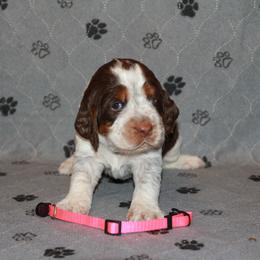 Girl 1 - female English Springer Spaniel puppy in Montville, Connecticut from Hillside Springs Farm