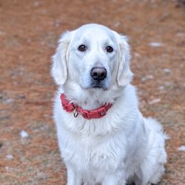 Marquette - Golden Retriever