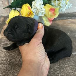 Purple collar - Black brindle female Cane Corso puppy in Tucson, Arizona from Cane Corso Friends