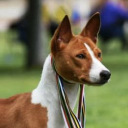 Fancy - Basenji