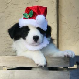 Border Collie Puppies from Top Notch Border Collies