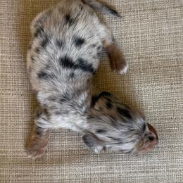 Shimmer - Dapple female Dachshund puppy in Joshua Tree, California from Desert Dreams Ranch