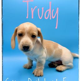 Trudy - Piebald female Dachshund puppy in Cincinnati, Ohio from Caines Dachshund Farm