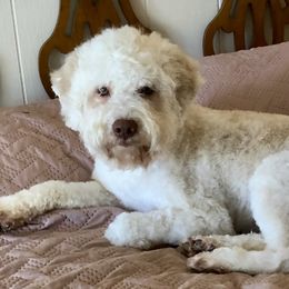 Fav - Lagotto Romagnolo