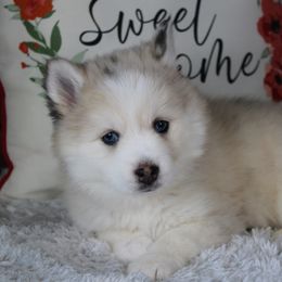 Willow - Merle female Pomsky puppy in Albany, Indiana from Hatz Off Puppies