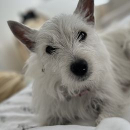 West Highland White Terrier Puppies from De Leon Westies