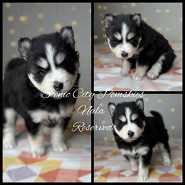 Nala - Black and white female Pomsky puppy in Rossville, Georgia from Scenic City Pomskies