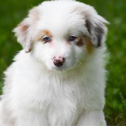Lilly - Red merle female Australian Shepherd puppy in Easton, Missouri from MMA Kennel