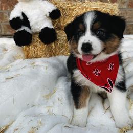 Australian Shepherd Puppies from Aussome Okie Aussies