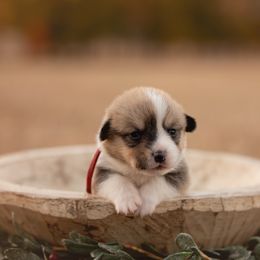 Red Collar - Male - Rudolph - Red male Pembroke Welsh Corgi puppy in Waverly Hall, Georgia from 6g Ranch Corgis