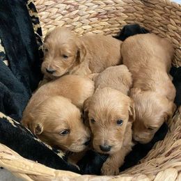 Goldendoodles from Suburban Farm Tennessee