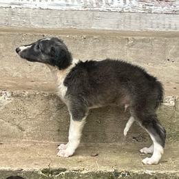 Husquivarna - Blue male Borzoi puppy in Clinton, Tennessee from Ivanhoe Borzoi