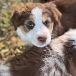 Linus - Red tri-color male Australian Shepherd puppy in Lebanon, Oregon from Mount Hope Aussies