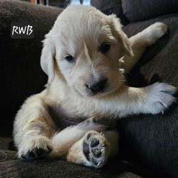 Boy 1 - Light golden Golden Retriever puppy in Stevens Point, Wisconsin from Doodles at Dewey Acres