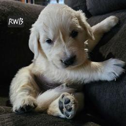 Boy 1 - Light golden Golden Retriever puppy in Stevens Point, Wisconsin from Doodles at Dewey Acres