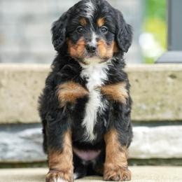 Falabella - Tri-color female Bernedoodle puppy in Dundee, Ohio from Down Home Doodle