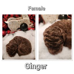 Aussiedoodle Puppies from Woodfield Doodle Farm