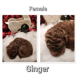 Aussiedoodle Puppies from Woodfield Doodle Farm