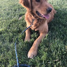 Golden Retriever puppies from Buschur’s Dream Goldens