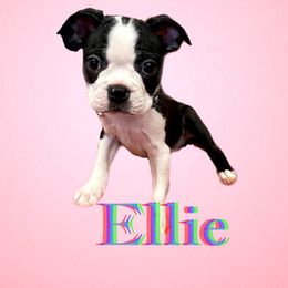 Boston Terrier Puppies from Belen's Boston Terriers